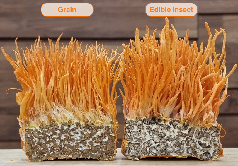 Comparison of cultivation methods